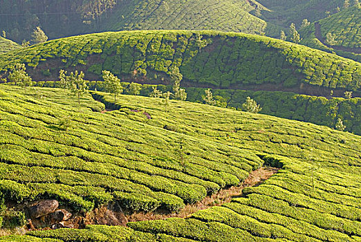 茶园,西高止山,喀拉拉,印度,亚洲
