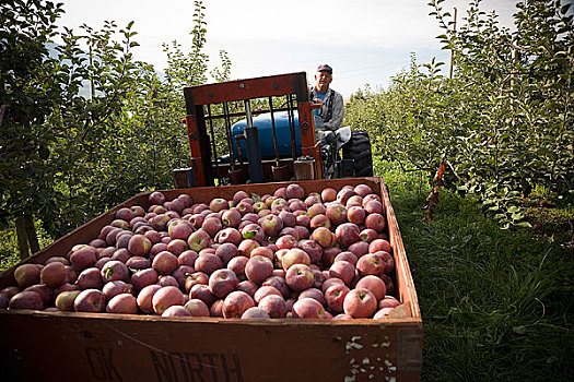 苹果,农民,丰收