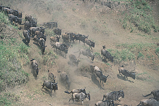 肯尼亚,马塞马拉野生动物保护区,巨大,角马,牧群,堤岸,河,迁徙