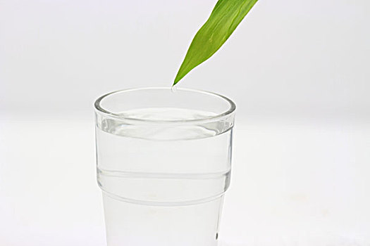 纯净水,杯子,绿叶