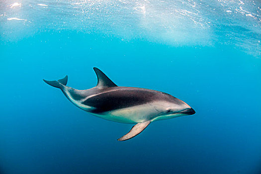 暗黑斑纹海豚,新西兰