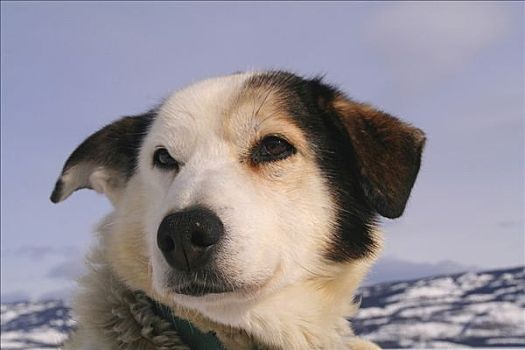 雪橇狗,肖像,育空地区,加拿大