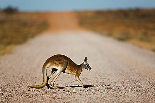 红袋鼠,土路,昆士兰,澳大利亚