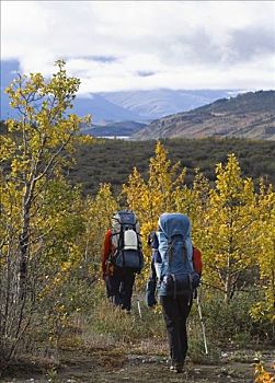 两个,登山者,秋天,白杨,靠近,冰河,山峦,背景,路线,克卢恩国家公园,育空地区,加拿大,北美