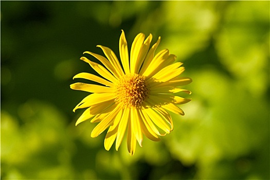 黄色,雏菊,隔绝,绿色背景