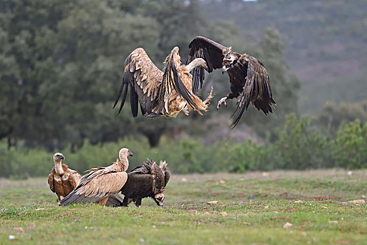 秃鹰,粗毛秃鹫,兀鹫,争斗,埃斯特雷马杜拉,西班牙,欧洲