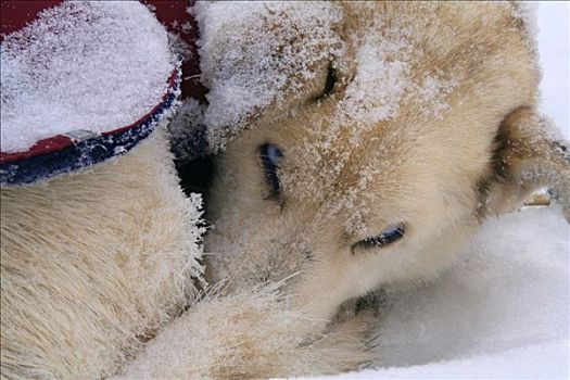雪橇狗,阿拉斯加,哈士奇犬,卷曲,育空地区,加拿大
