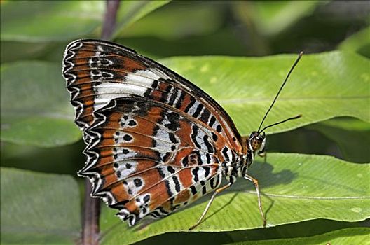 蝴蝶,雌性,昆士兰,澳大利亚