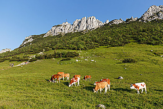 母牛,草场,坎彭完特山,高山牧场,齐姆高,阿尔卑斯山,上巴伐利亚,巴伐利亚,德国,欧洲