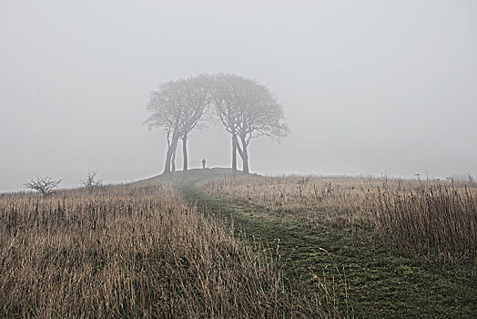 自然,树,雾气,英国