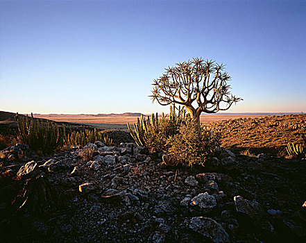 抖树,风景,南非