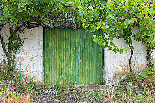 绿色,涂绘,入口,刷白,墙壁,蔓藤,相互