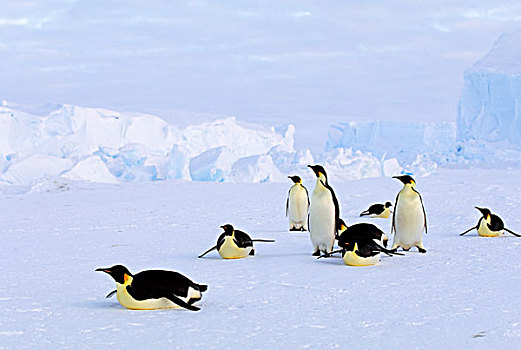 南极,帝企鹅,冰山,背景