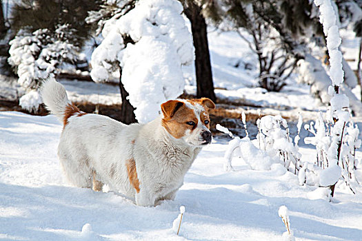 在白色雪地中站着一只白黄花的小狗