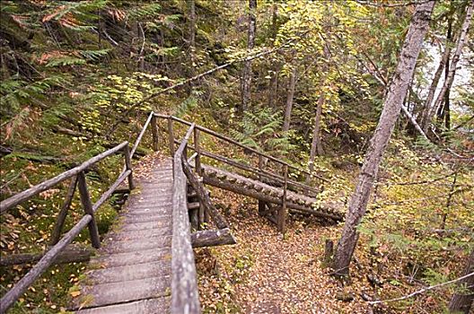 楼梯,树林,三文鱼,手臂,不列颠哥伦比亚省,加拿大
