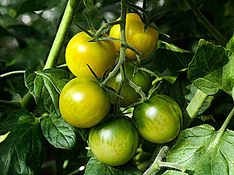 西红柿,幼苗,瑞典