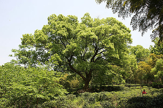 樟树