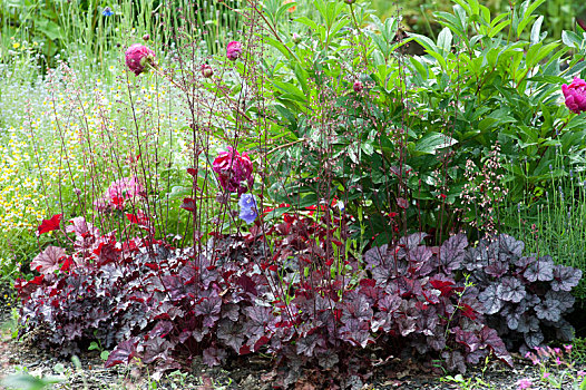 初夏,床,矾根属植物,紫色