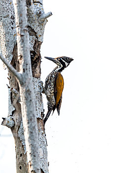 一只雌性金背三趾啄木鸟攀附在高高的枯木树枝上以嘴叩树啄食昆虫