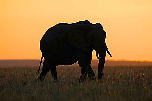 非洲,大象,日落,马赛马拉国家保护区,肯尼亚,东非