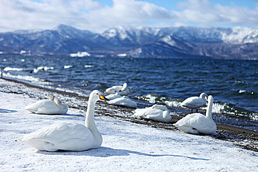 冬季湖边的大天鹅