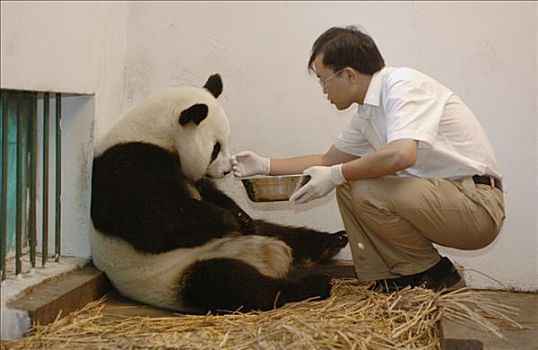 大熊猫,协助,舒缓,一个,白天,老,幼兽,检查,健康,中国,研究中心,卧龙自然保护区