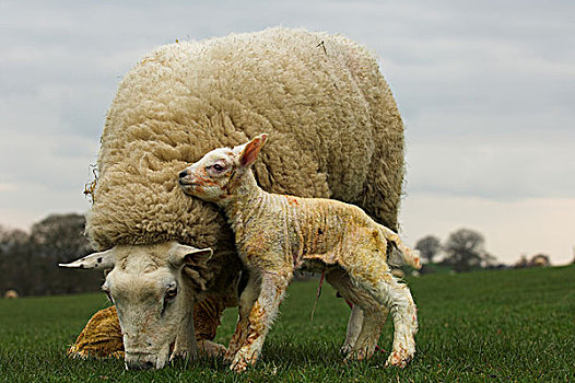 诞生,羊羔,脚