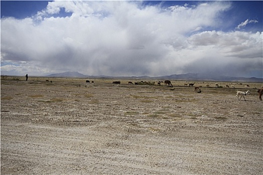 列车,墓地,乌尤尼盐沼,玻利维亚