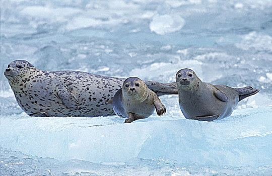 斑海豹,母兽,幼仔,站立,冰山,岛屿,加拿大