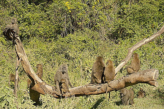 东非狒狒,狒狒,纳库鲁湖国家公园,肯尼亚
