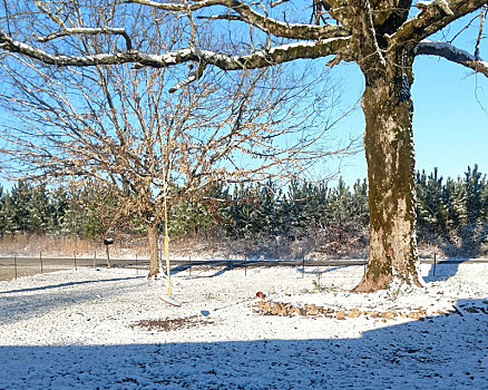 积雪,空,树秋千,白色,橡树