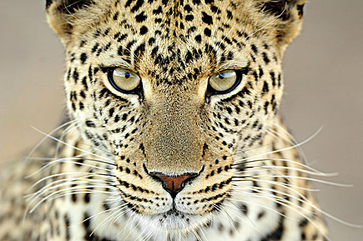 豹,女性,塞伦盖蒂国家公园,坦桑尼亚