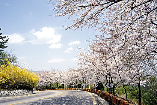 櫻花