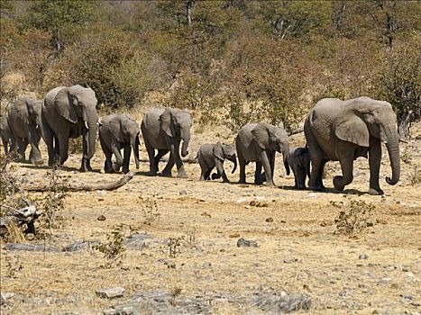 家族,非洲,灌木,大象,非洲象,水坑,埃托沙国家公园,纳米比亚