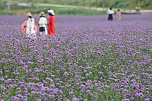 花海图片