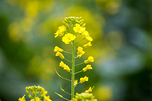 春天,油菜花