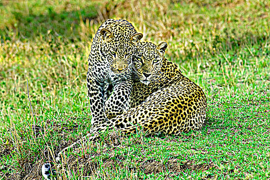母兽,豹,幼兽,肯尼亚,东非