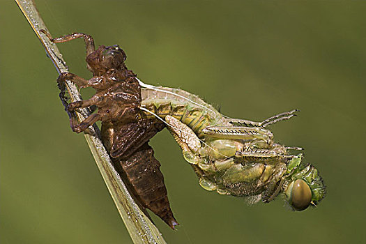 四斑猎蜻,孵化,蜕变,黑森州,德国,欧洲