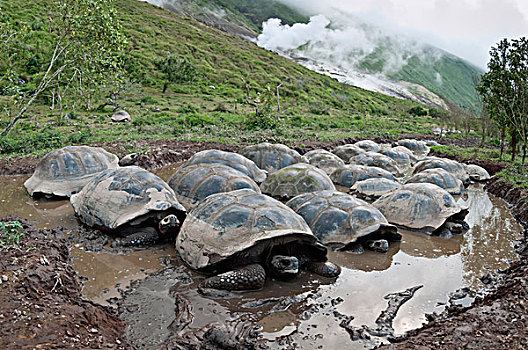 阿尔斯多火山海岛陆龟,加拉巴哥象龟,群,打滚,水池,地面,伊莎贝拉岛,加拉帕戈斯群岛,厄瓜多尔