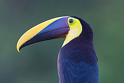巨嘴鸟,头像,雨林,哥斯达黎加,中美洲
