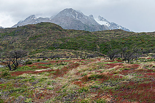 风景,山,背景,托雷德裴恩国家公园,巴塔哥尼亚,智利