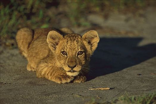 非洲狮,狮子,幼兽,夏天,萨维提,乔贝国家公园,博茨瓦纳