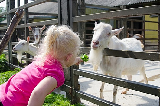 小女孩,山羊,农场