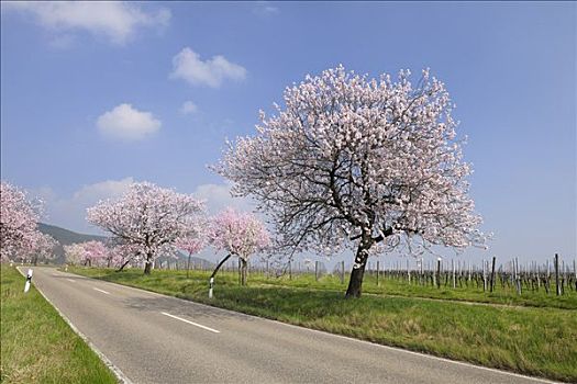 杏树,道路,莱茵兰普法尔茨州,德国
