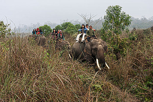 看象人,亚洲人,旅游,骑,大象,奇旺,国家公园,靠近,尼泊尔,亚洲