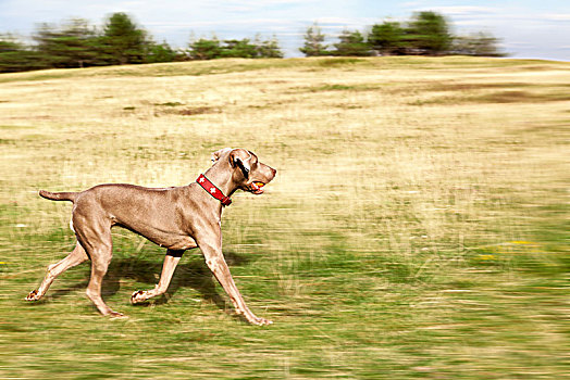 魏玛犬,猎狗,家犬,正面,模糊背景,图林根州,德国,欧洲