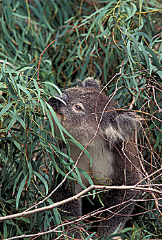 树袋熊,桉树,澳大利亚