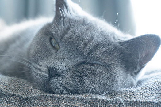一只在窗边休息的灰色短毛可爱小猫面部特写