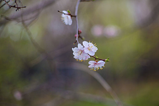 春天杏树开花