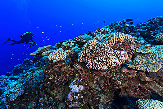 水下视角,潜水,摄影,珊瑚礁,环礁,库克群岛